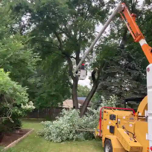 Tree Removal Hamilton NJ