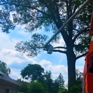 Hamilton Township NJ Tree Service