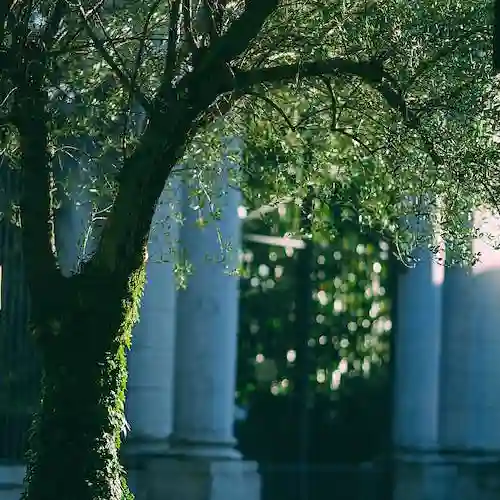 Hamilton Township Tree Service